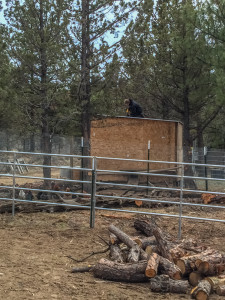 Photo of Chicken coop roof being fixed