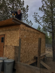 Photo of Chicken coop roof being fixed